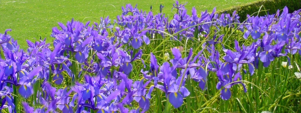 blu-iris.jpg