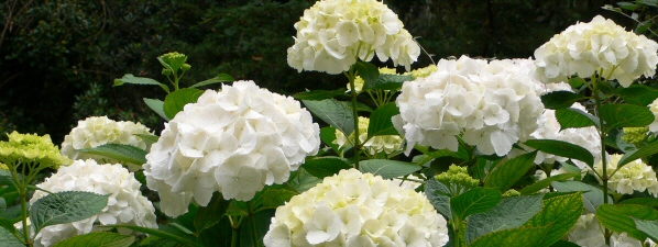 hydrangea.jpg