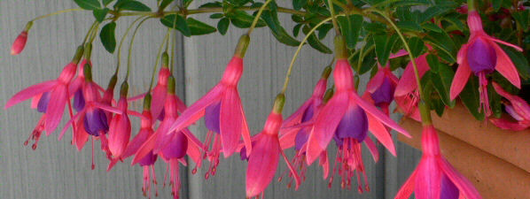 images/fuchsia-2.jpg