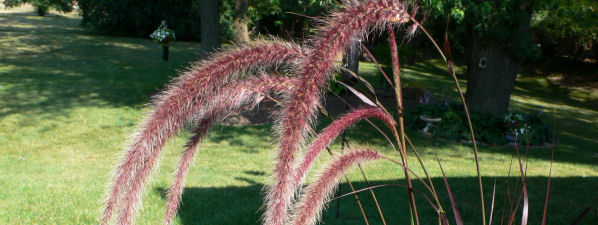 grass-01.jpg