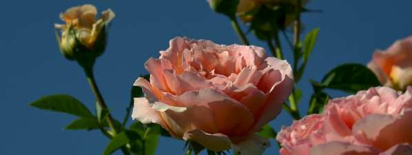 rose-124.png