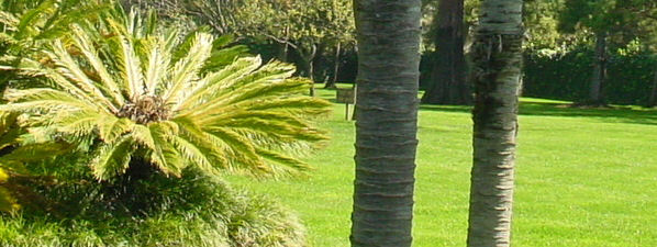trees-05.jpg